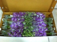 Royal Thai Orchids And Plants Company Limited
