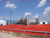 Sino Tomato Products (bayannur) Co., Ltd.
