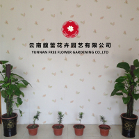 Yunnan Free Flower Gardening Co., Ltd.